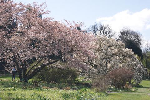 Blühende Kirschbäume im Hermannshof, Weinheim