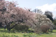 Kirschblüte